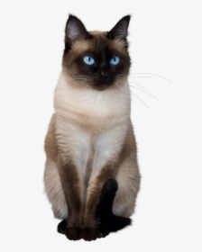 To Medium Sized Azules,asian Semi Longhair - Siamese Kittens Transparent Background, HD Png Download, Transparent PNG