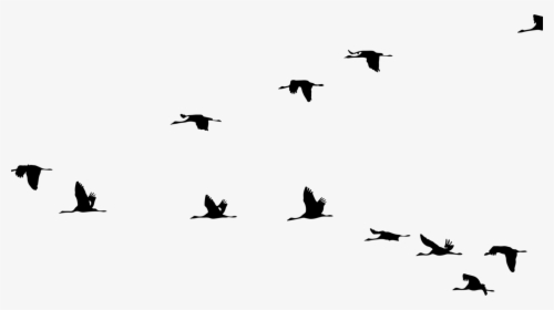 Crane Bird Flight Clip Art Vector Graphics - Birds Flying Silhouette, HD Png Download, Transparent PNG