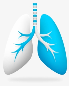 Imagen Pulmon En 3d - Ways To Achieve Healthy Lung, HD Png Download, Transparent PNG