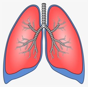 Pulmones, Órgano, Anatomía, Bronquios - Lung Clipart, HD Png Download, Transparent PNG