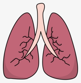 Lungs Clipart Pulmones - Lungs Clipart, HD Png Download, Transparent PNG