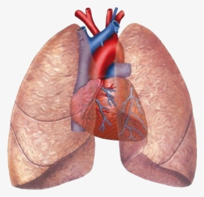 Human Lung And Heart, HD Png Download, Transparent PNG