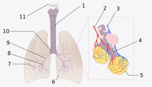 Diagram Of Respiratory System Numbered, HD Png Download, Transparent PNG