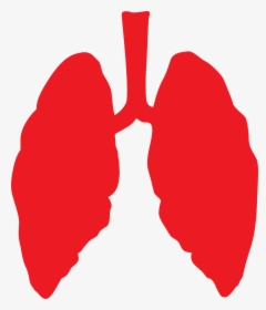 Pulmones, Pulmón, De Salud, Médica, Humana, Anatomía - Amazon Rainforest Fire Lungs Of The Earth, HD Png Download, Transparent PNG