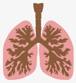 Lungs Png Hd - Lungs Clip Art, Transparent Png, Transparent PNG