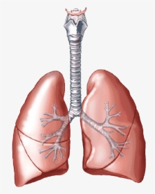 Lungs Clipart Pulmones - Biology Lungs, HD Png Download, Transparent PNG