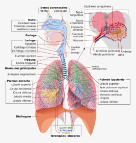 Respiratory System Diagram, HD Png Download, Transparent PNG