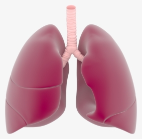 Lungs Png - Transparent Lungs Png, Png Download, Transparent PNG