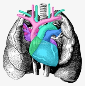 #pulmones #corazon #arterias #freetoedit - Vintage Internal Organs Art, HD Png Download, Transparent PNG