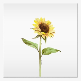 Clip Art Girassol Aquarela - Sunflower, HD Png Download, Transparent PNG