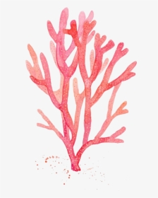 Clip Art Desenho De Algas - Watercolor Red Seaweed, HD Png Download, Transparent PNG