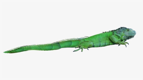 Png Images Free Download - Png Lizard, Transparent Png, Transparent PNG