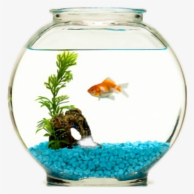 #fish #goldfish #fishbowl - Fish In A Bowl Png, Transparent Png, Transparent PNG