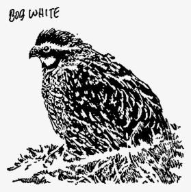 Bob White Clip Arts - Owl, HD Png Download, Transparent PNG