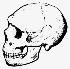 Skull, Human, Dead, Head, Anatomy, Cranium - Clipart Of A Skull, HD Png Download, Transparent PNG