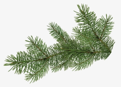Pine Tree Branch - Pine Tree Branch Png, Transparent Png, Transparent PNG