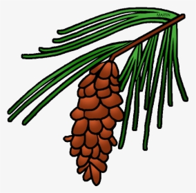 Leaf Clipart Pine Tree - Maine State Flower Drawing, HD Png Download, Transparent PNG