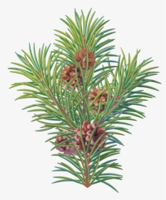 Pine Tree Branch - Branch Christmas Tree Png, Transparent Png, Transparent PNG