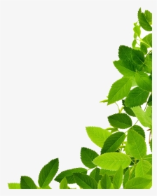 Leaf Clip Art - Green Leaves Png, Transparent Png, Transparent PNG