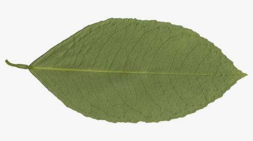 Transparent Leaf Png - Canoe Birch, Png Download, Transparent PNG
