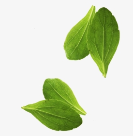 Leaf Vegetable Basil Leaf Vegetable - Basil Leaves Png, Transparent Png, Transparent PNG
