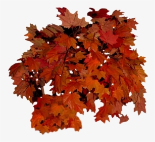 Fall Leaves Transparent Background - Real Fall Leaves Png, Png Download, Transparent PNG