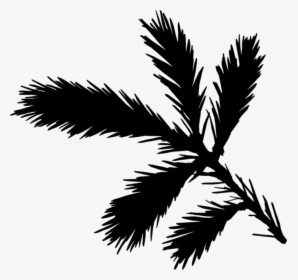 Palm Trees Black & White - Illustration, HD Png Download, Transparent PNG