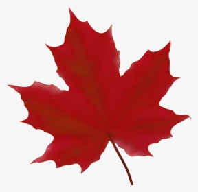 Leaf Cliparts Png Maple - Red Maple Leaf Clip Art, Transparent Png, Transparent PNG