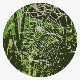Transparent Cobwebs Png - Spider Web, Png Download, Transparent PNG