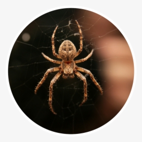Atlanta Spiders, HD Png Download, Transparent PNG
