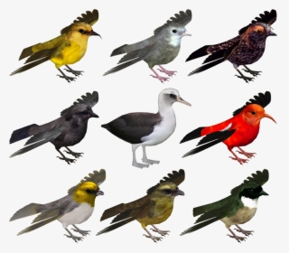 Bird Zoo Tycoon 2, HD Png Download, Transparent PNG