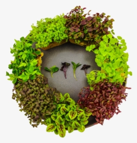 Microgreens - Wreath, HD Png Download, Transparent PNG