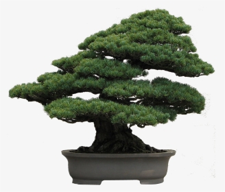 Picture Library Download Bonsai Tree Clipart - Japanese White Pine Bonsai, HD Png Download, Transparent PNG