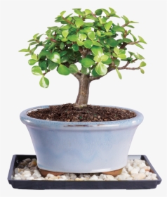 Brussel S Bonsai Jade Bonsai Tree , Png Download - Small Indoor Bonsai Tree, Transparent Png, Transparent PNG
