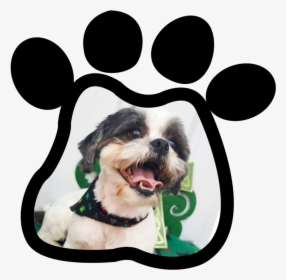 Paw Print Gallery220180315 21808 1agqgv4 - Dog Catches Something, HD Png Download, Transparent PNG
