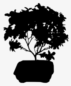 Transparent Bonsai Tree Png - Transparent Background Ficus Bonsai, Png Download, Transparent PNG