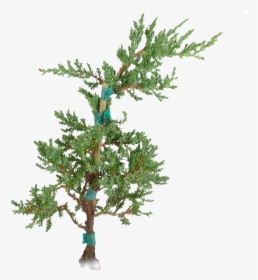 Christmas Tree - Pond Pine, HD Png Download, Transparent PNG