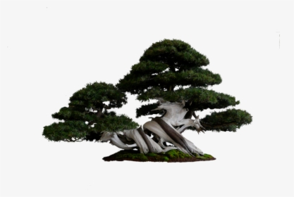 Fantasy Tree Png - Transparent Background Bonsai Png, Png Download, Transparent PNG