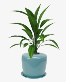 Potted Plant White Background, HD Png Download, Transparent PNG