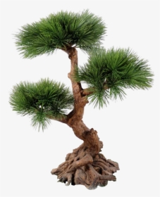 Jack-pine - Tree, HD Png Download, Transparent PNG