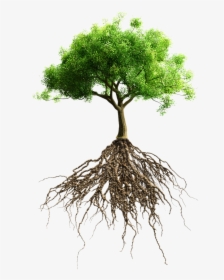 Root Tree Stock Photography Stock - Tree With Root Hd, HD Png Download, Transparent PNG