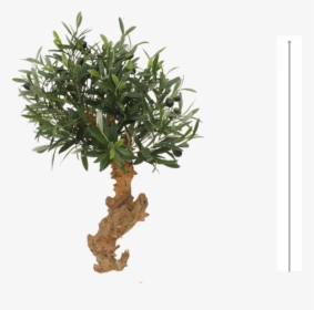 Olive Bonsai Tree 60cm On Foot - Mexican Pinyon, HD Png Download, Transparent PNG