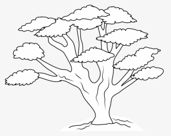 Bonsai Clipart Oak Tree - Illustration, HD Png Download, Transparent PNG