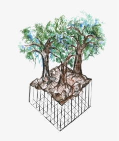Bonsai Tree Png, Transparent Png, Transparent PNG