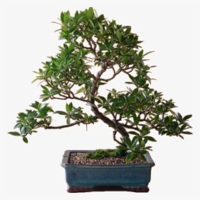 #bonsaitree #bonsai #tree #arvore #planta - Sageretia Theezans, HD Png Download, Transparent PNG