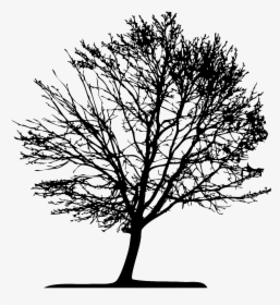 Transparent Tree Vector Png - Tree Vector, Png Download, Transparent PNG