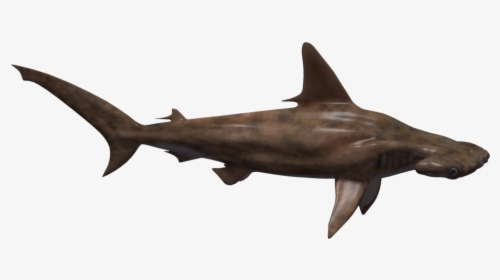 Hammerhead Shark Png, Transparent Png, Transparent PNG