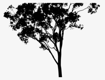 19 Hipster Vector Tree Huge Freebie Download For Powerpoint - Eucalyptus Tree Silhouette Png, Transparent Png, Transparent PNG