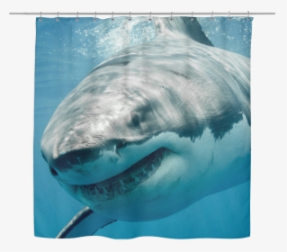 Great White Shark Shower Curtain - Great White Shark Sharks, HD Png Download, Transparent PNG