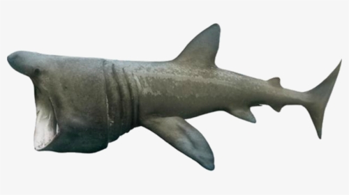 Basking Shark , Png Download - Basking Shark No Background, Transparent Png, Transparent PNG